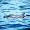 Big Smile Charters Calderones Tenerife Sur