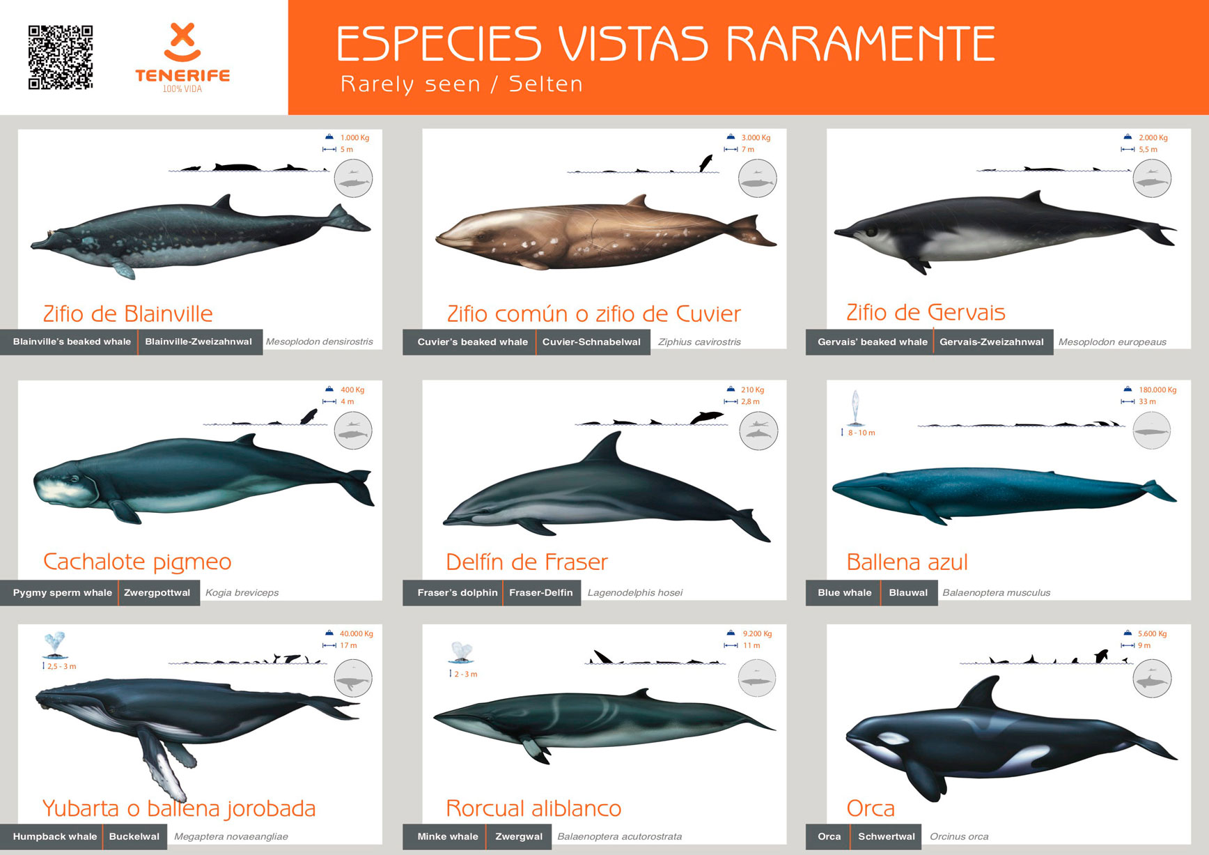 Big Smile Charters - Sighting of cetaceans in the south of Tenerife. Boat trips in Tenerife. Excursions to Masca. Excursions to La Gomera. Private boat charters. Sustainable excursions. Whale watching on Tenerife. Dolphin watching in Tenerife. Marine fauna in Tenerife.