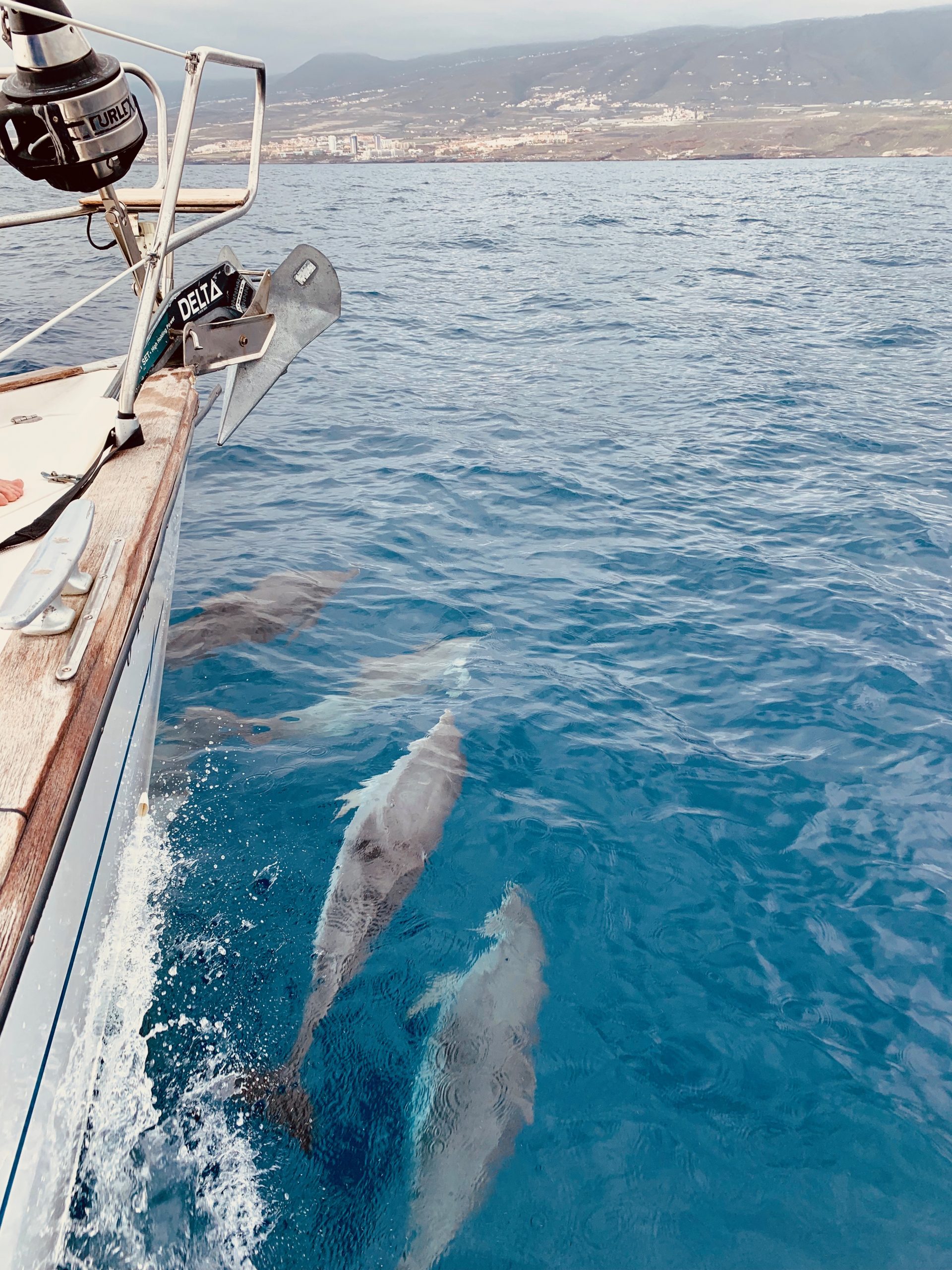 Grupo de calderones tropicales en el océano Atlántico frente al sur de Tenerife