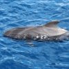 Big Smile Charters Calderones Tenerife Sur