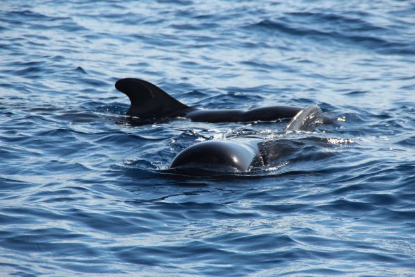 Big Smile Charters Pilot Whales Tenerife South