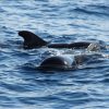Big Smile Charters Calderones Tenerife Sur