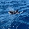 Big Smile Charters Pilot Whales Tenerife South