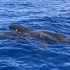 Big Smile Charters Calderones Tenerife Sur