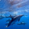 Big Smile Charters Calderones Tenerife Sur