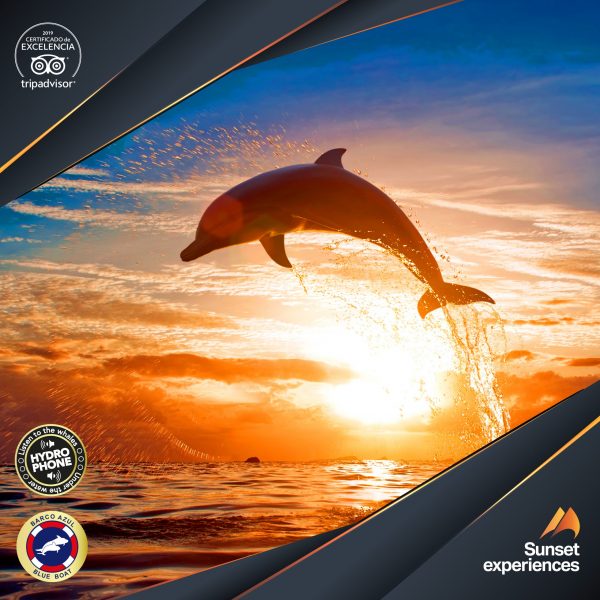 imagen de delfin saltando para una excursion privada en barco por costa adeje