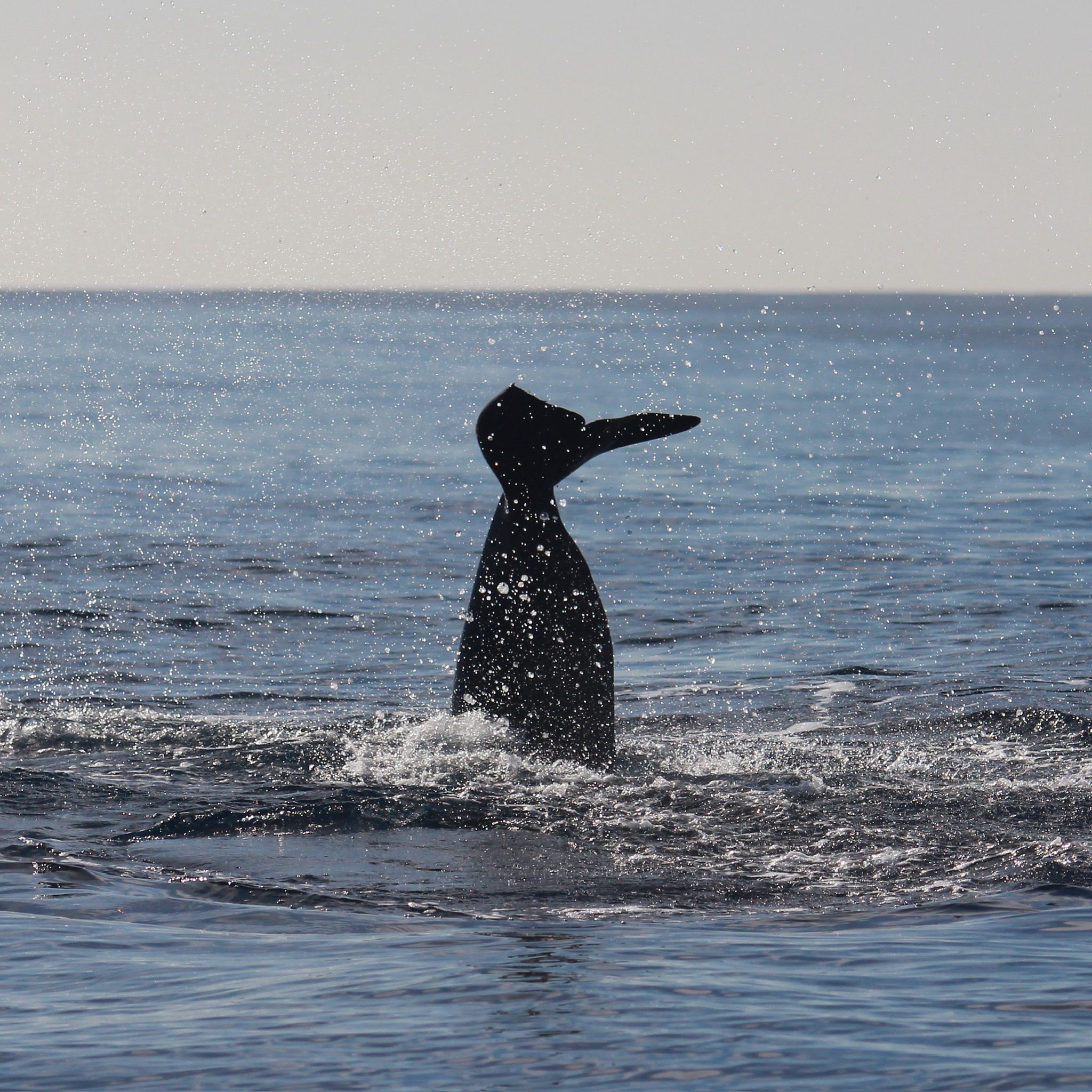 Imagen de una ballena en costa adeje, Tenerife vista desde un velero.