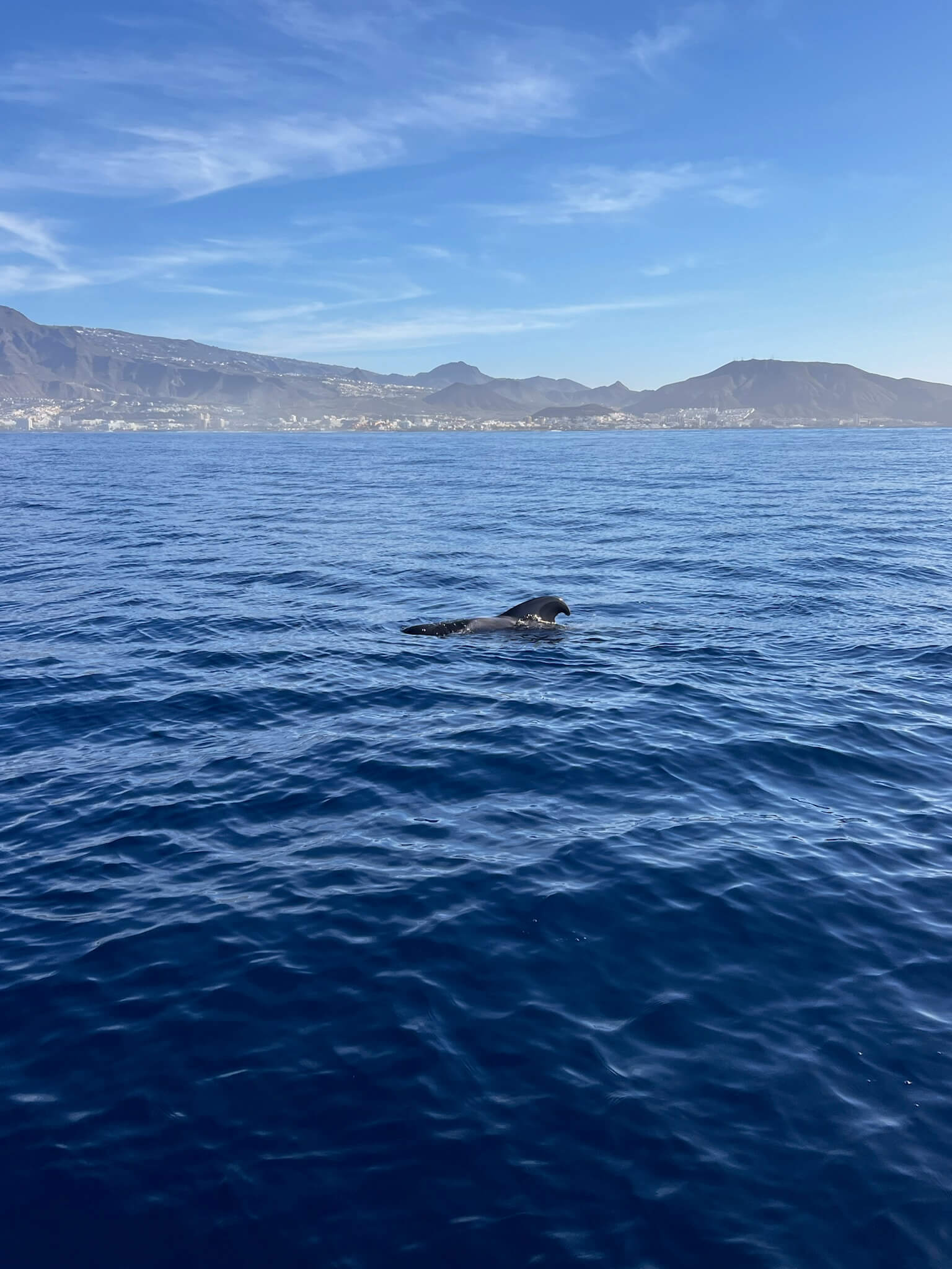 Velero Big Smile Charters fondeado en la bahía de Masca con los acantilados de Los Gigantes al fondo