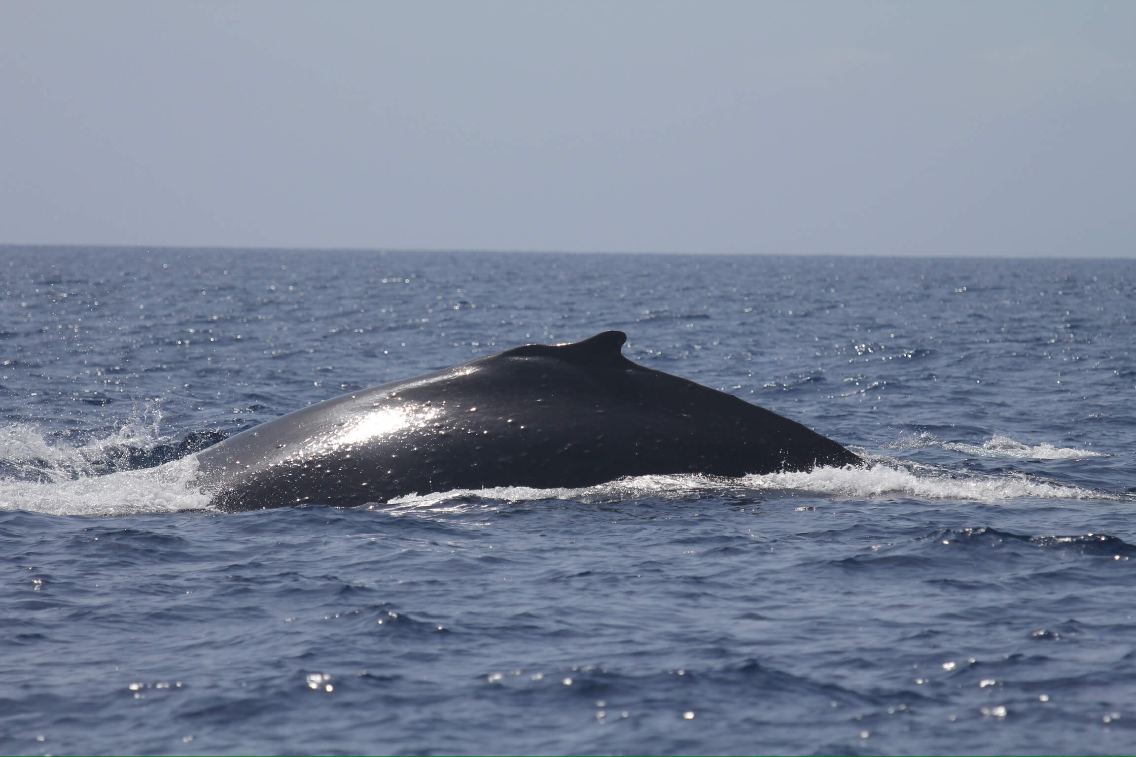 Pasajeros del velero Big Smile Charters observando delfines desde cubierta en Costa Adeje, Tenerife
