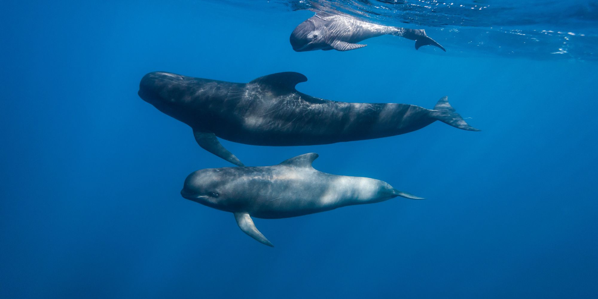 Fauna marina de Tenerife — delfines y ballenas en aguas de Costa Adeje