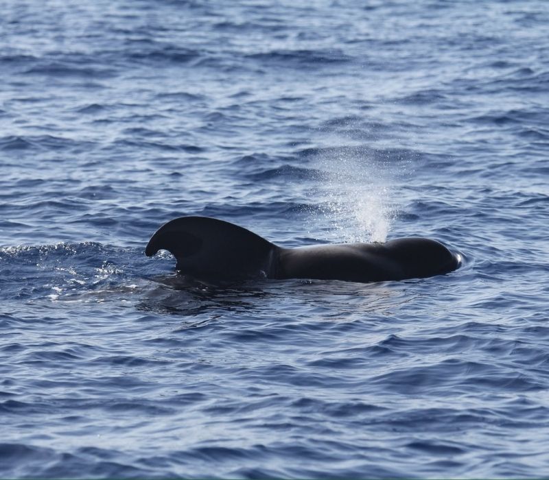 Excursión compartida de avistamiento de ballenas y delfines en Tenerife — velero Big Smile Charters desde Puerto Colón Costa Adeje