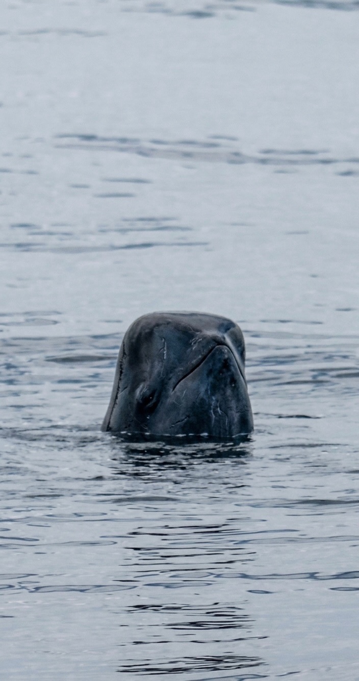 Short-finned pilot whale showing dorsal fin at the surface during whale watching in Tenerife