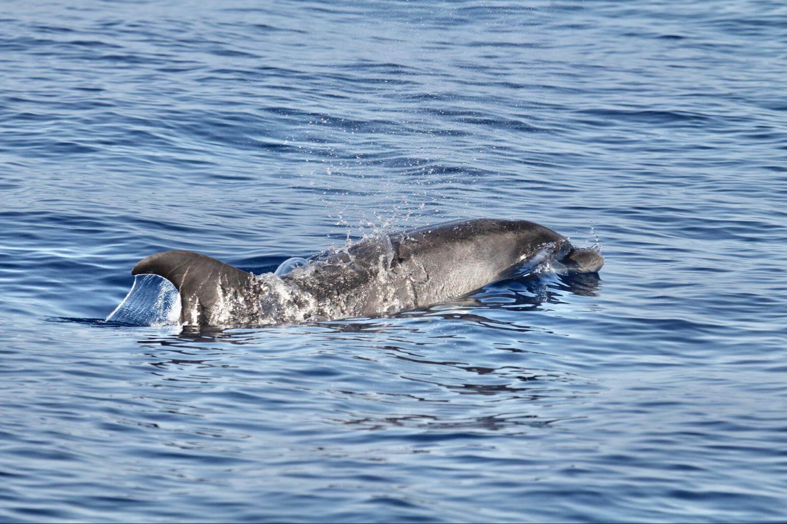 Delfín mular nadando en aguas de Costa Adeje Tenerife durante una excursión de avistamiento