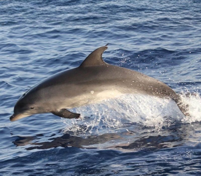 Delfín mular Tursiops truncatus mostrando su característico hocico corto y romo en Tenerife