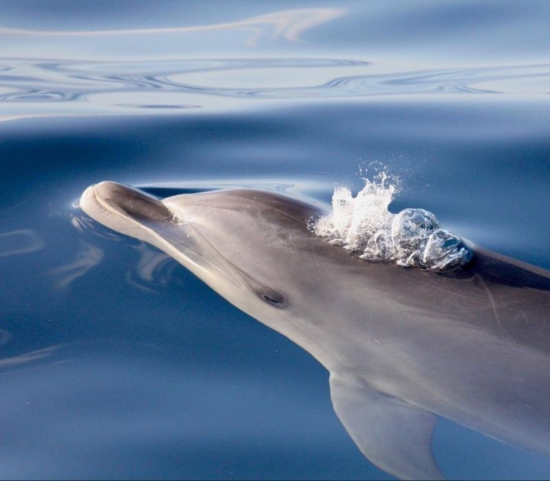 Grupo de delfines mulares saltando junto al velero durante avistamiento responsable en Tenerife