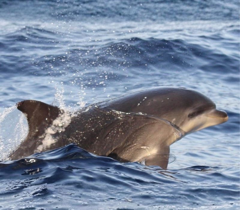 Delfín mular cazando peces en aguas de Tenerife durante excursión de avistamiento de cetáceos