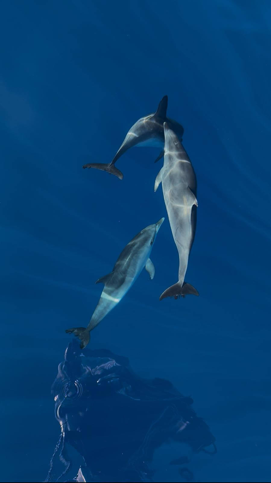 Ilustración científica del delfín mular Tursiops truncatus con sus características morfológicas