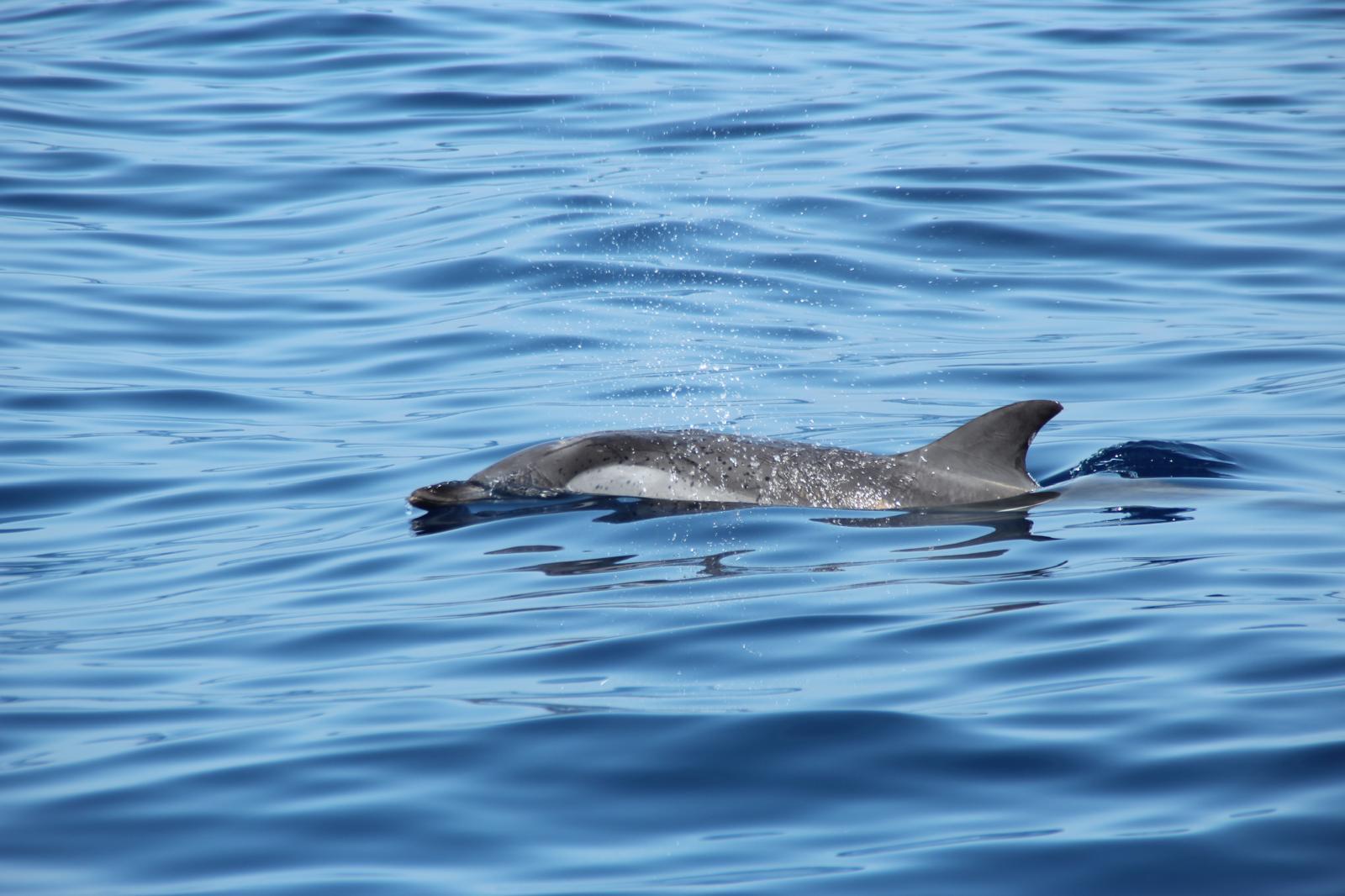 Características del delfín listado — franjas laterales y coloración azul y blanca en aguas de Tenerife