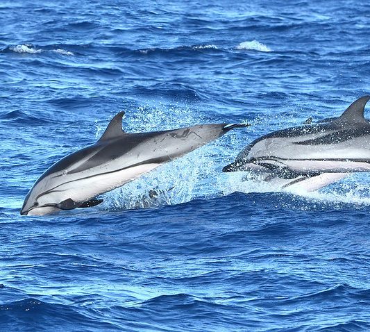 Delfines listados nadando a gran velocidad en aguas del Atlántico frente a Tenerife