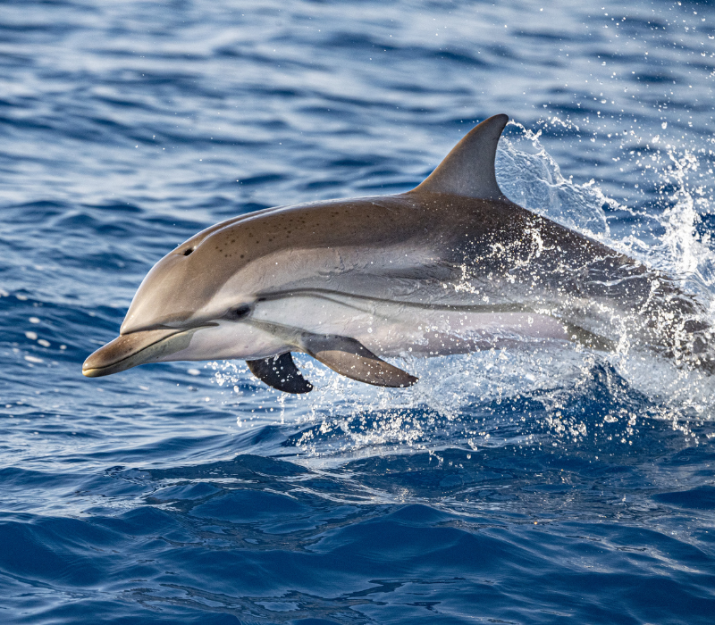 Excursión de avistamiento de ballenas y delfines en Tenerife — velero Big Smile Charters desde Puerto Colón Costa Adeje
