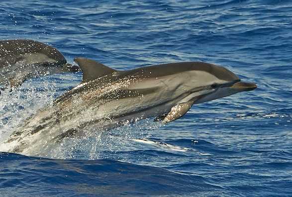 Delfín listado Stenella coeruleoalba saltando en aguas del Atlántico frente a Tenerife
