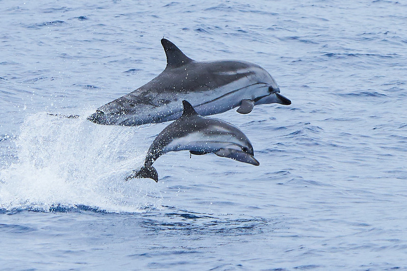 Grupo de delfines listados saltando en el Atlántico durante una excursión de avistamiento de delfines en Tenerife